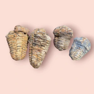 Trilobit 