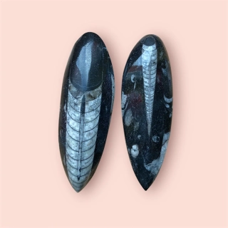 Orthoceras 12-14 cm 